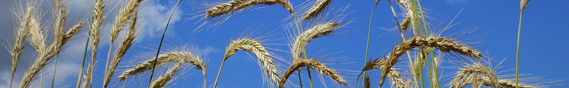 Agbiz Grain In The Media