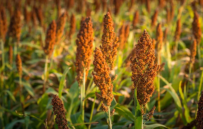 Early impressions of the soya bean multiple reference point location differential
