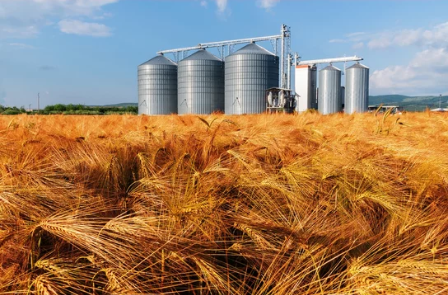 A challenging year for grain and oilseeds